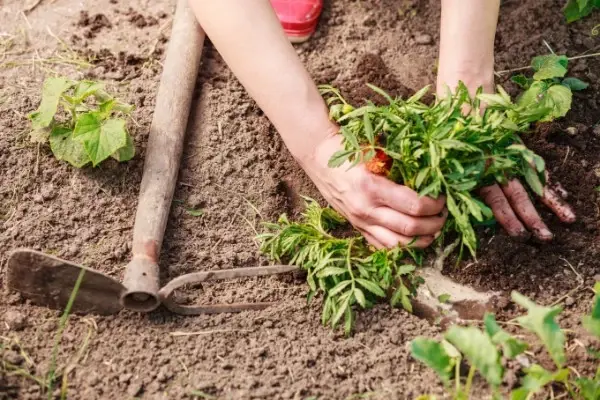 a woman gardening